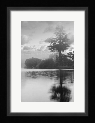 Framed Coastal Oak Series No. 34 Print