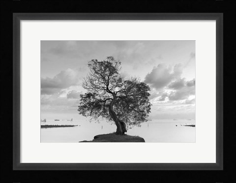 Framed Coastal Oak Series No. 36 Print
