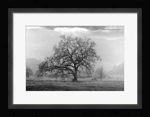 Framed Coastal Oak Series No. 41 Print