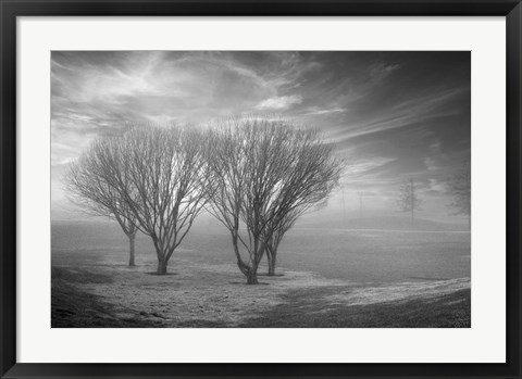 Framed Coastal Oak Series No. 42 Print