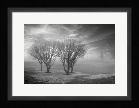 Framed Coastal Oak Series No. 42 Print