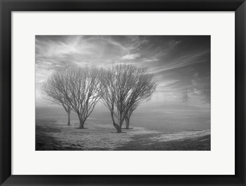 Framed Coastal Oak Series No. 42 Print