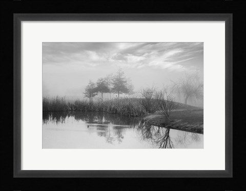 Framed Coastal Oak Series No. 43 Print