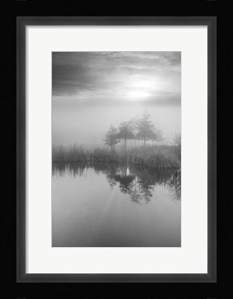 Framed Coastal Oak Series No. 44 Print