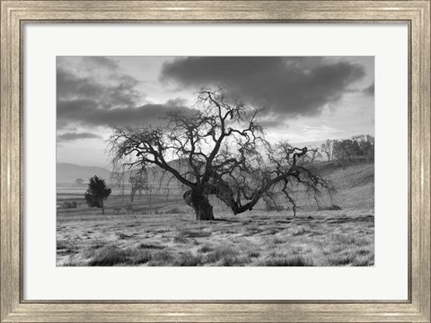 Framed Coastal Oak Series No. 46 Print