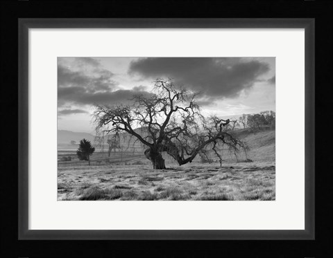 Framed Coastal Oak Series No. 46 Print