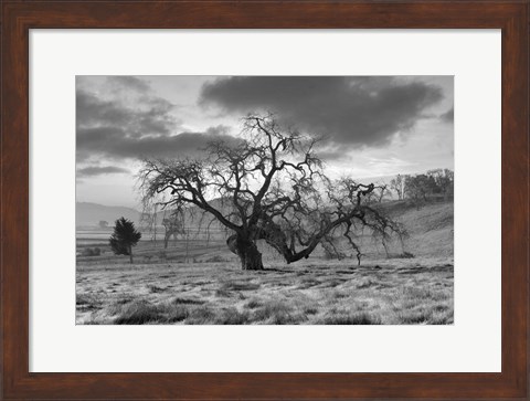 Framed Coastal Oak Series No. 46 Print