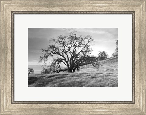 Framed Coastal Oak Series No. 47 Print