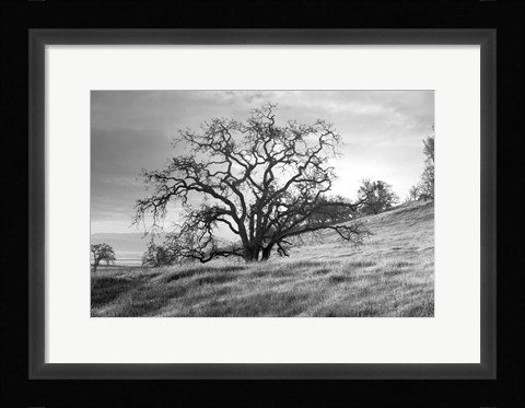 Framed Coastal Oak Series No. 47 Print
