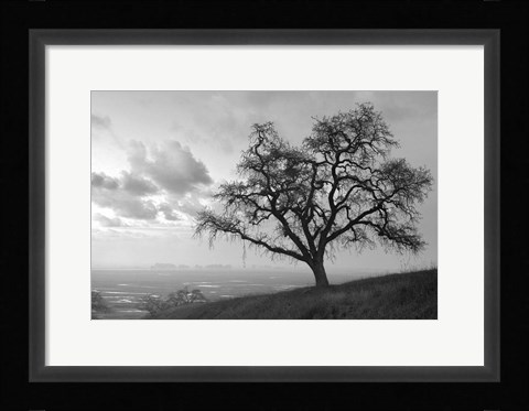 Framed Coastal Oak Series No. 48 Print