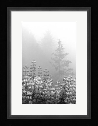 Framed Coastal Oak Series No. 53 Print