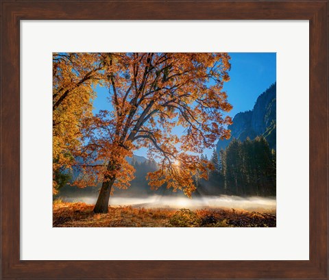 Framed Autumn Oak Sunrise &amp; Fog Print