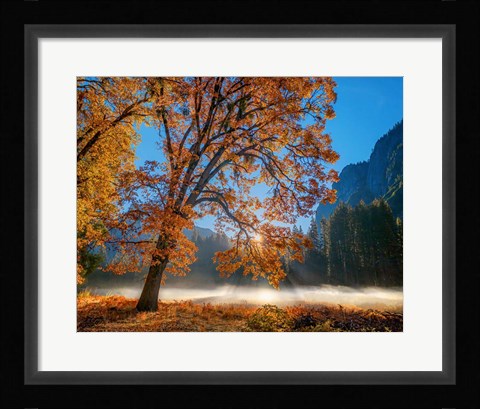Framed Autumn Oak Sunrise &amp; Fog Print