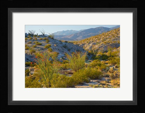 Framed Desert Ocotillo Landscape Print