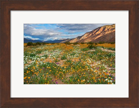 Framed Desert Wildflowers in Henderson Canyon Print
