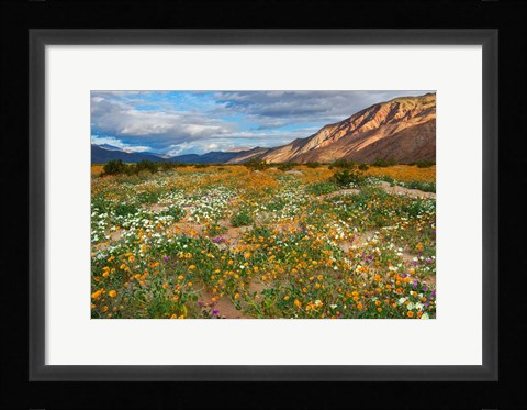 Framed Desert Wildflowers in Henderson Canyon Print