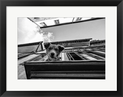 Framed Dog on Balcony Print