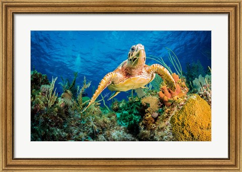 Framed Hawksbill Turtle Wwimming through Caribbean Reef Print