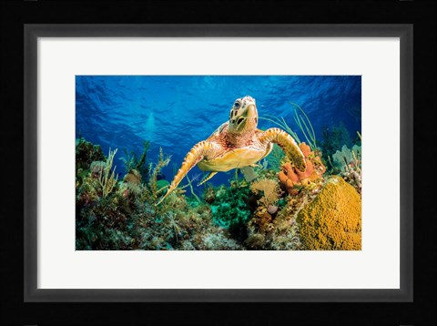 Framed Hawksbill Turtle Wwimming through Caribbean Reef Print