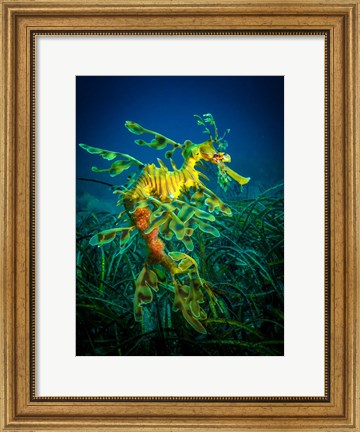 Framed Leafy Sea Dragon Male with Eggs Print