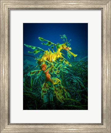 Framed Leafy Sea Dragon Male with Eggs Print