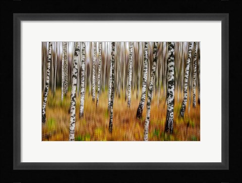 Framed 3D Birches Print