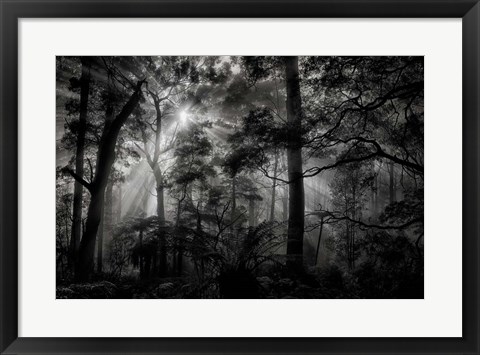 Framed Primary Forest Print