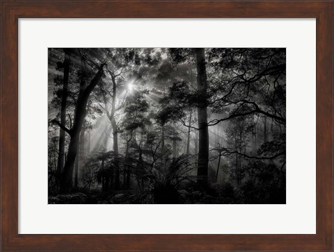 Framed Primary Forest Print