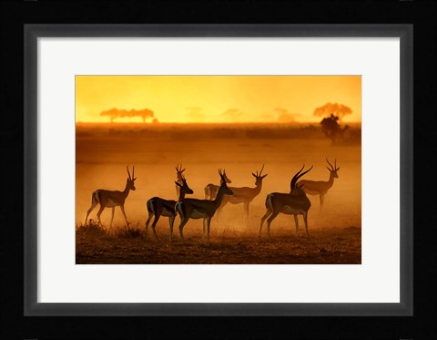 Framed Golden Light Print