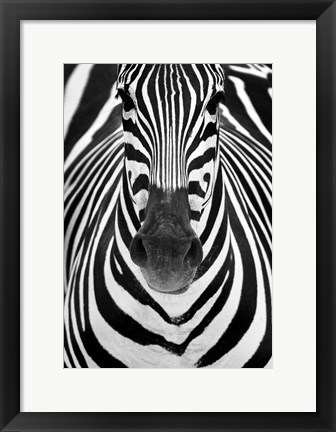 Framed Zebra Print