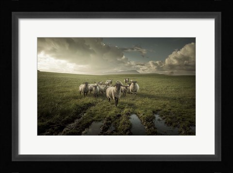 Framed Sheep Print