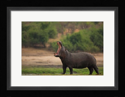 Framed Big Mouth Print