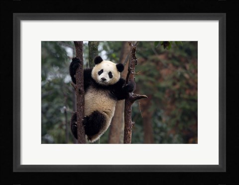 Framed Reaching the Top Print