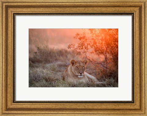 Framed Sunset Lioness Print