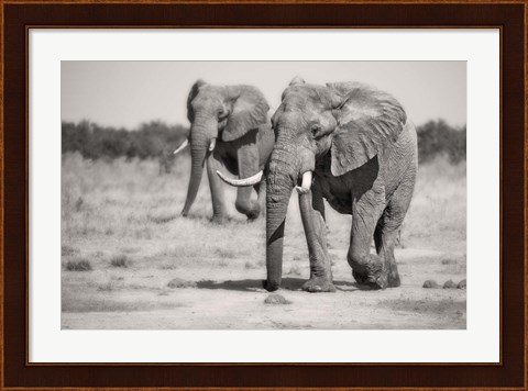 Framed Twin Elephants Print