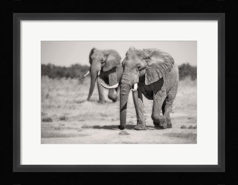 Framed Twin Elephants Print
