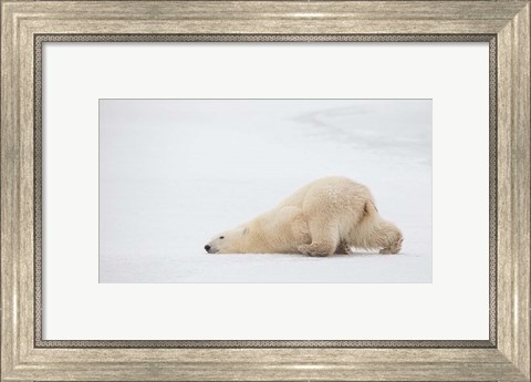 Framed Sliding Bear Print