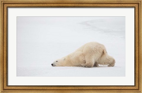 Framed Sliding Bear Print