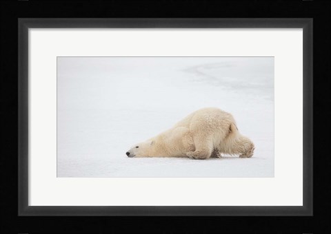 Framed Sliding Bear Print