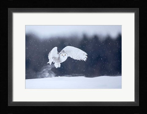 Framed Yellow Eyes Print