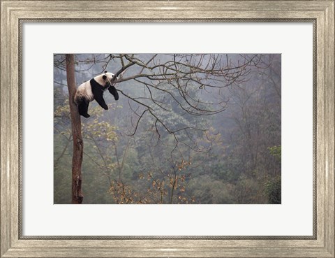 Framed Lazy Panda Print