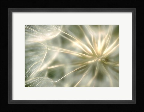 Framed Coeur de Velour Print