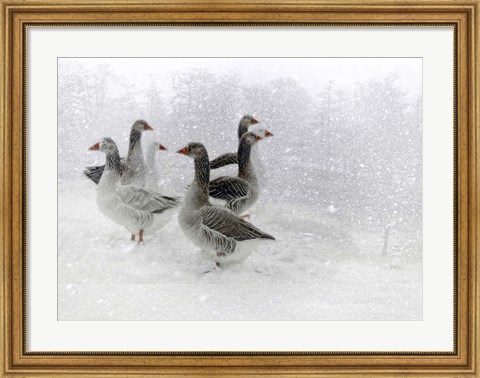 Framed Lost in a White World Print