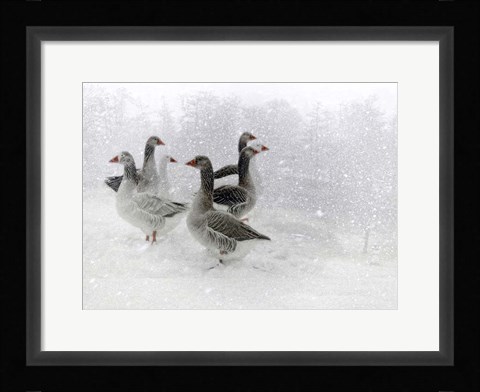 Framed Lost in a White World Print
