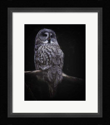 Framed Owl Print