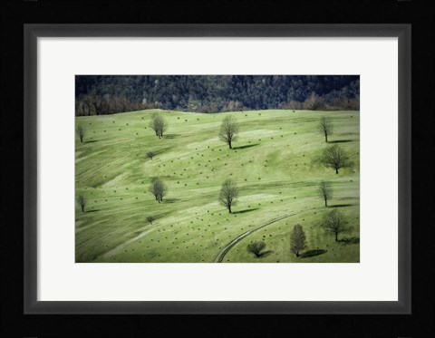 Framed Sheep Print