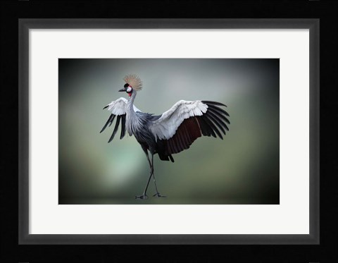 Framed Top Model in the Photos Studio Print