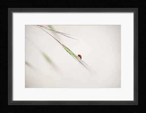 Framed Ladybug Print