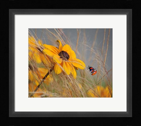 Framed Colors of Summer Print
