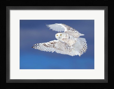 Framed Flight of the Snowy Owl Print